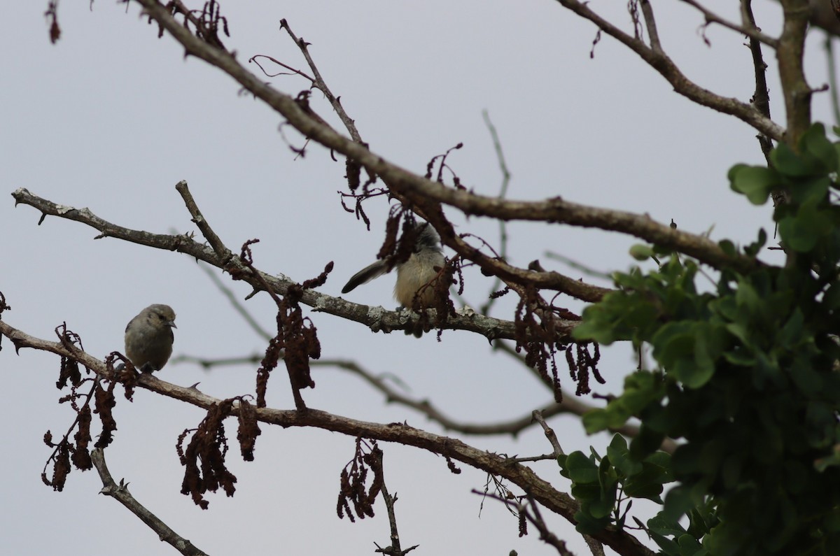 African Penduline-Tit - ML646583469