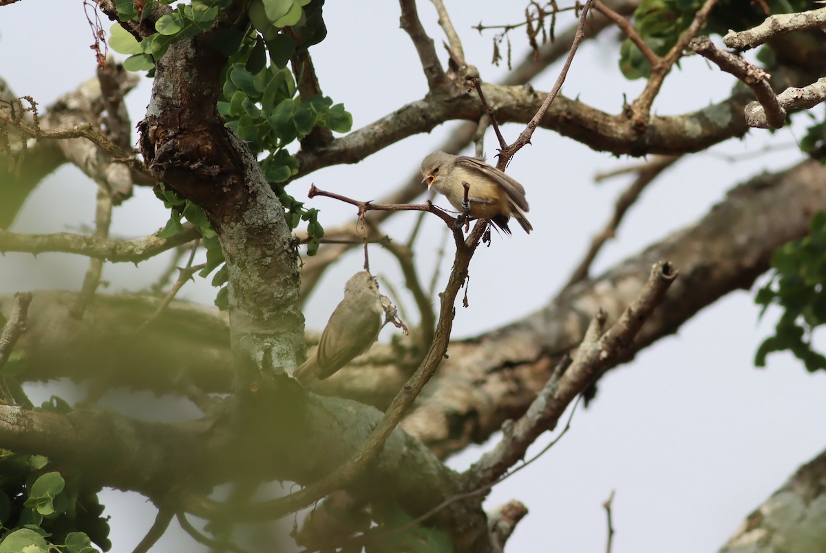 African Penduline-Tit - ML646583470