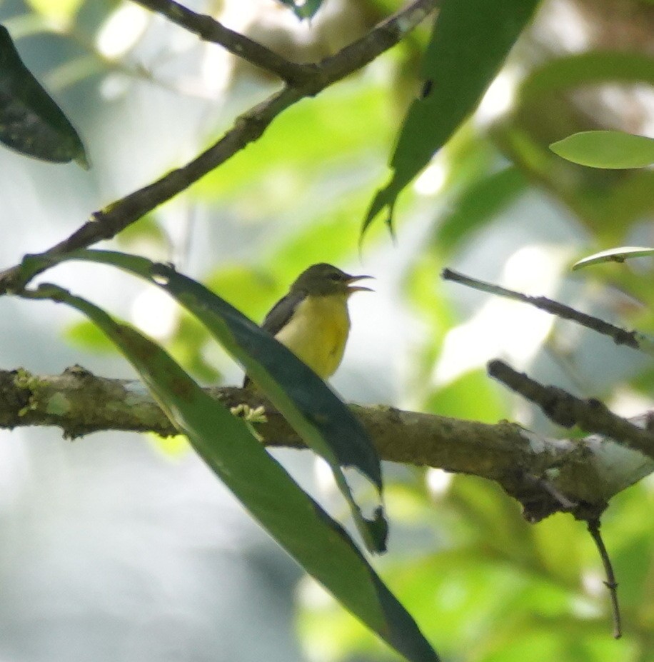 Orange-bellied Flowerpecker - ML646583471