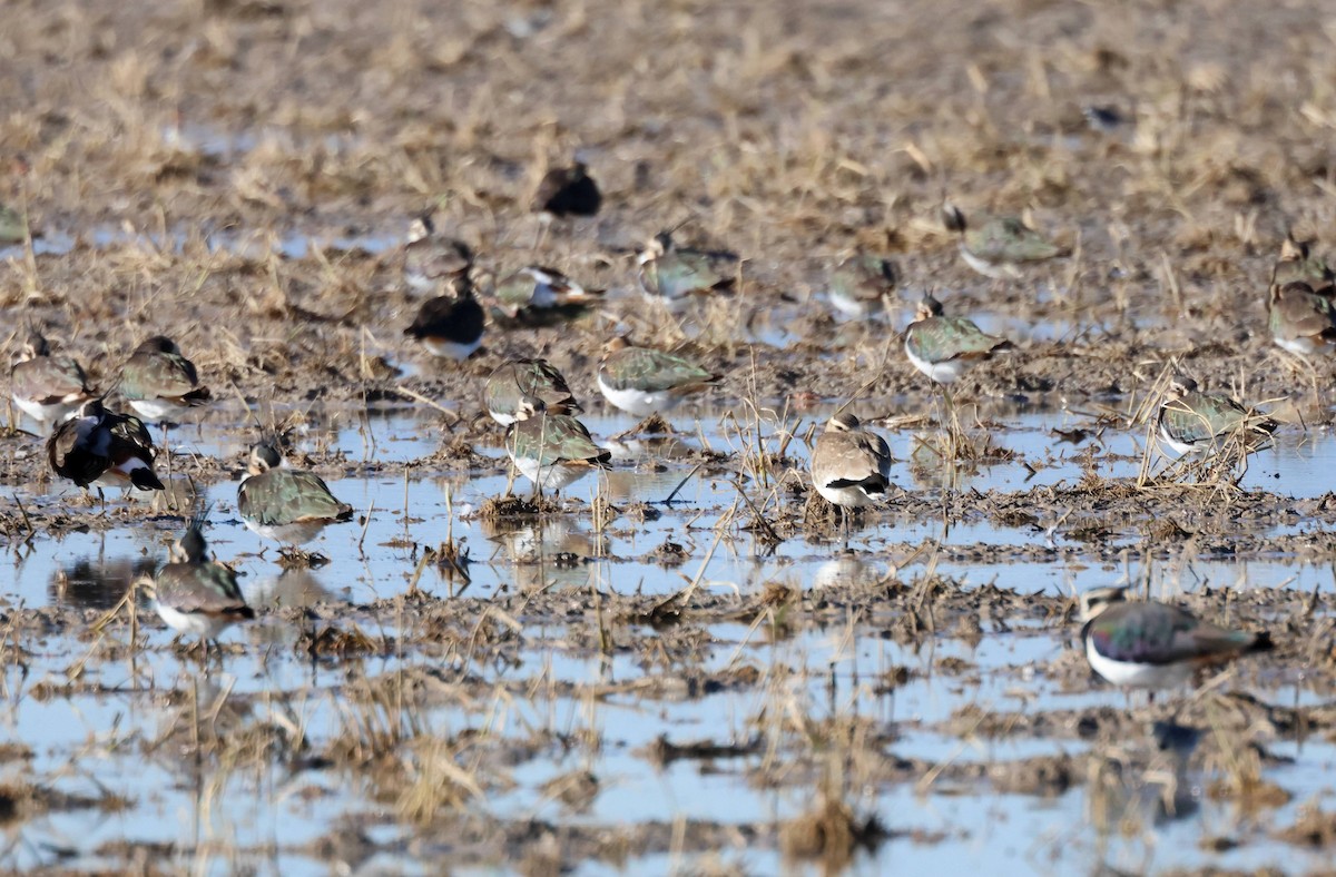 Хээрийн хавтгаалж - ML646583473