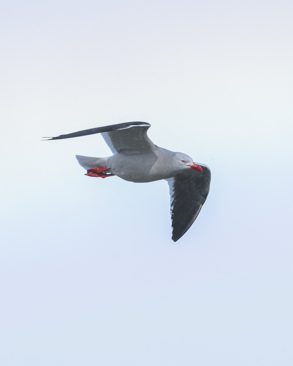 Dolphin Gull - ML646583474