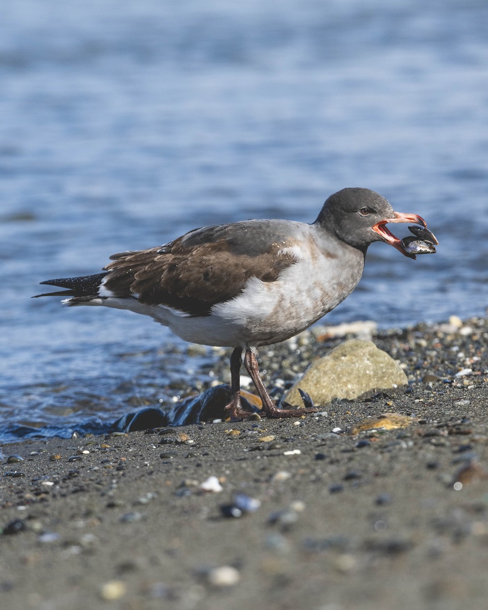 Dolphin Gull - ML646583475