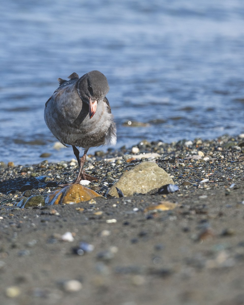Dolphin Gull - ML646583476
