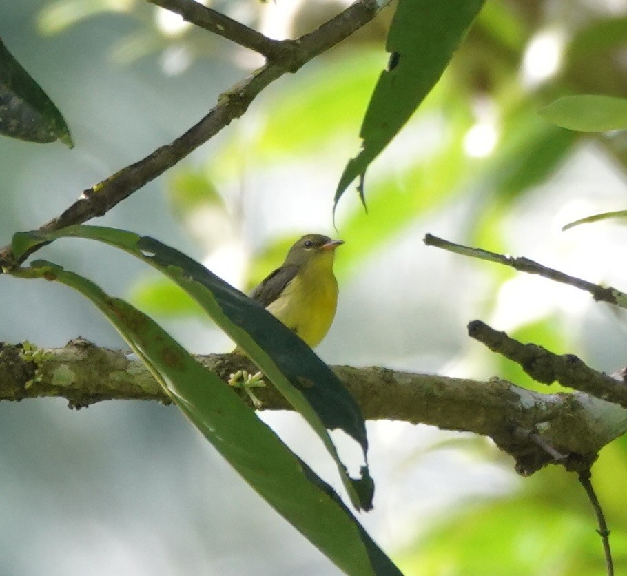 Orange-bellied Flowerpecker - ML646583477