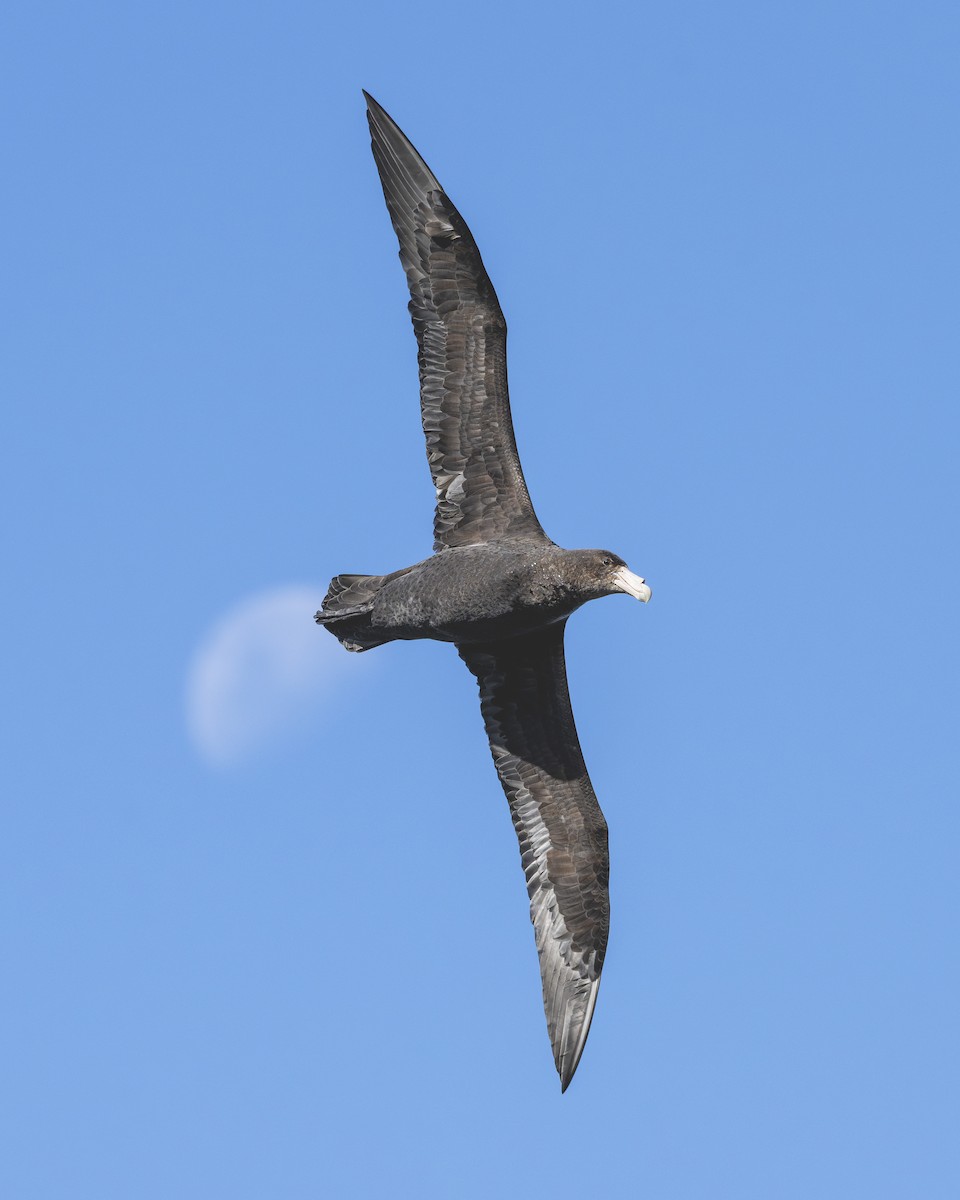 sørkjempepetrell - ML646583478