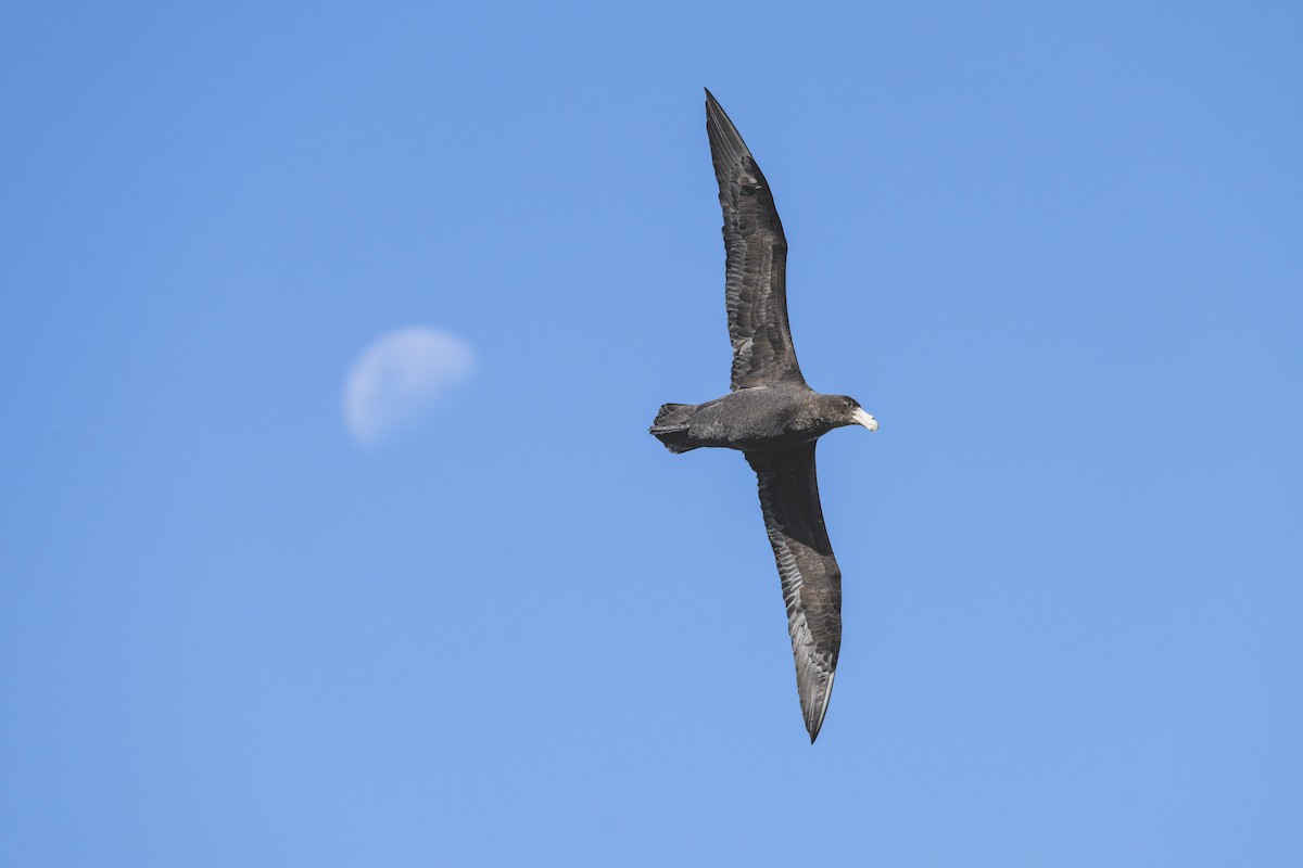 sørkjempepetrell - ML646583479