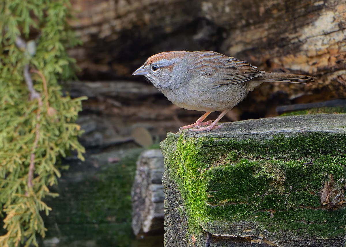 Rufous-crowned Sparrow - ML646583480