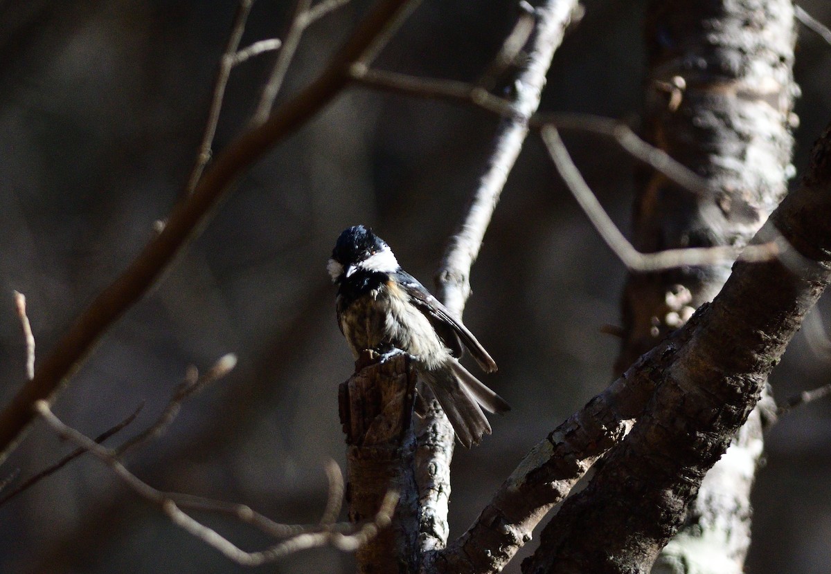 Coal Tit - ML646583487