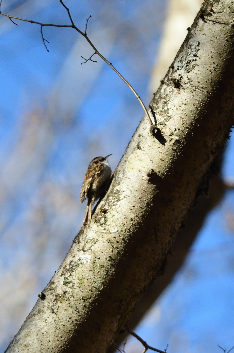 Eurasian Treecreeper - ML646583492