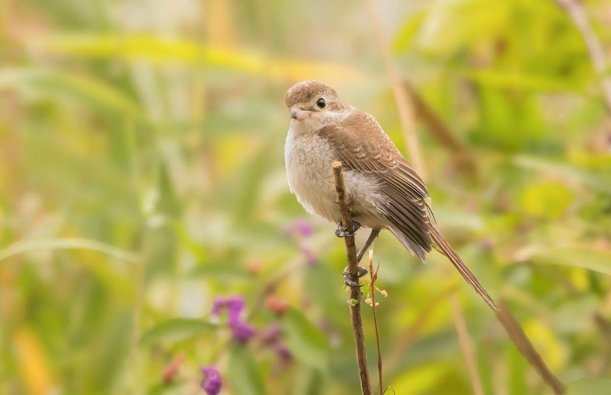 tornskate - ML646583495