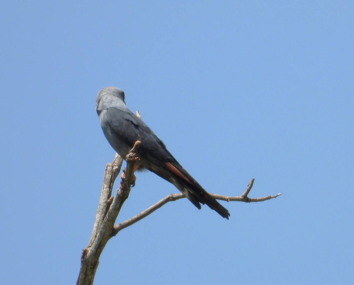 Plumbeous Kite - ML646583499