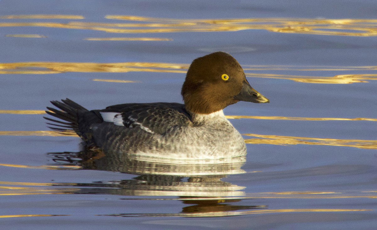 Quattrocchi - ML646583502