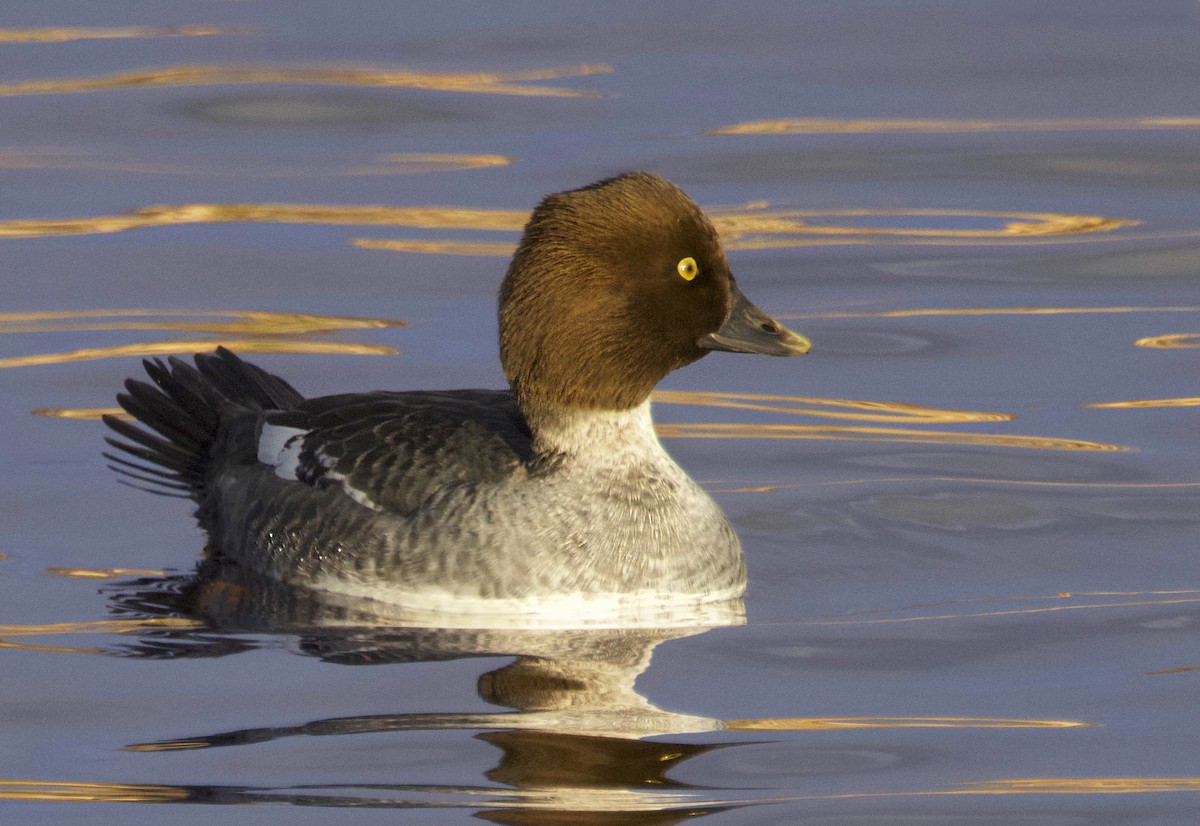 Quattrocchi - ML646583503