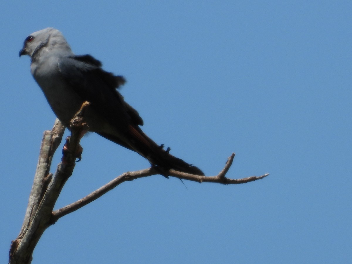 Plumbeous Kite - ML646583506