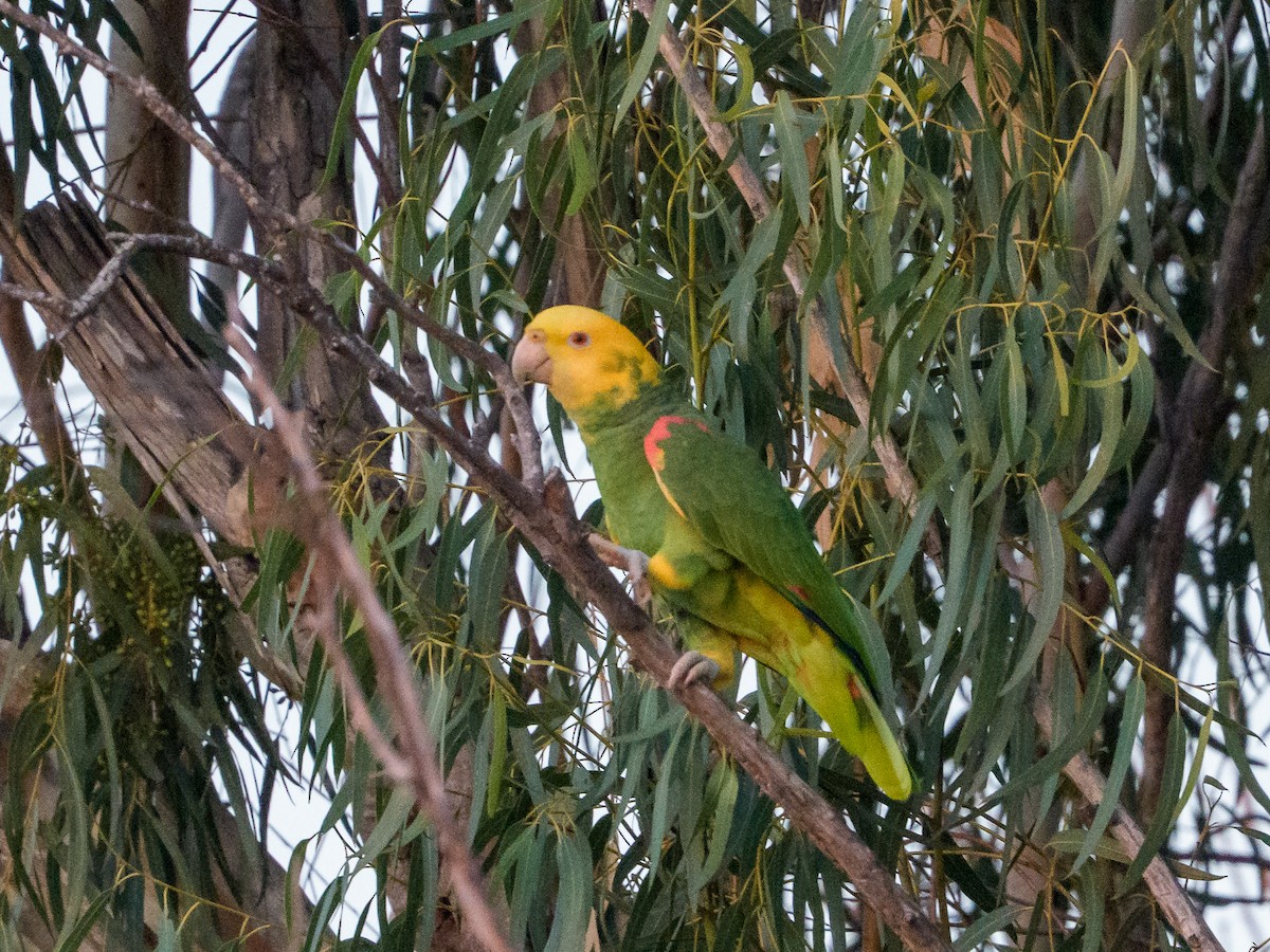 Yellow-headed Amazon - ML646583507