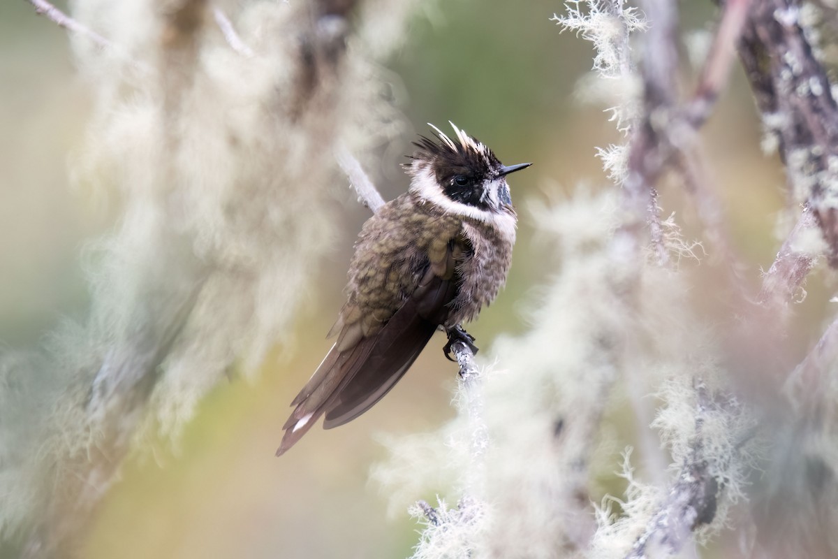 Green-bearded Helmetcrest - ML646583511