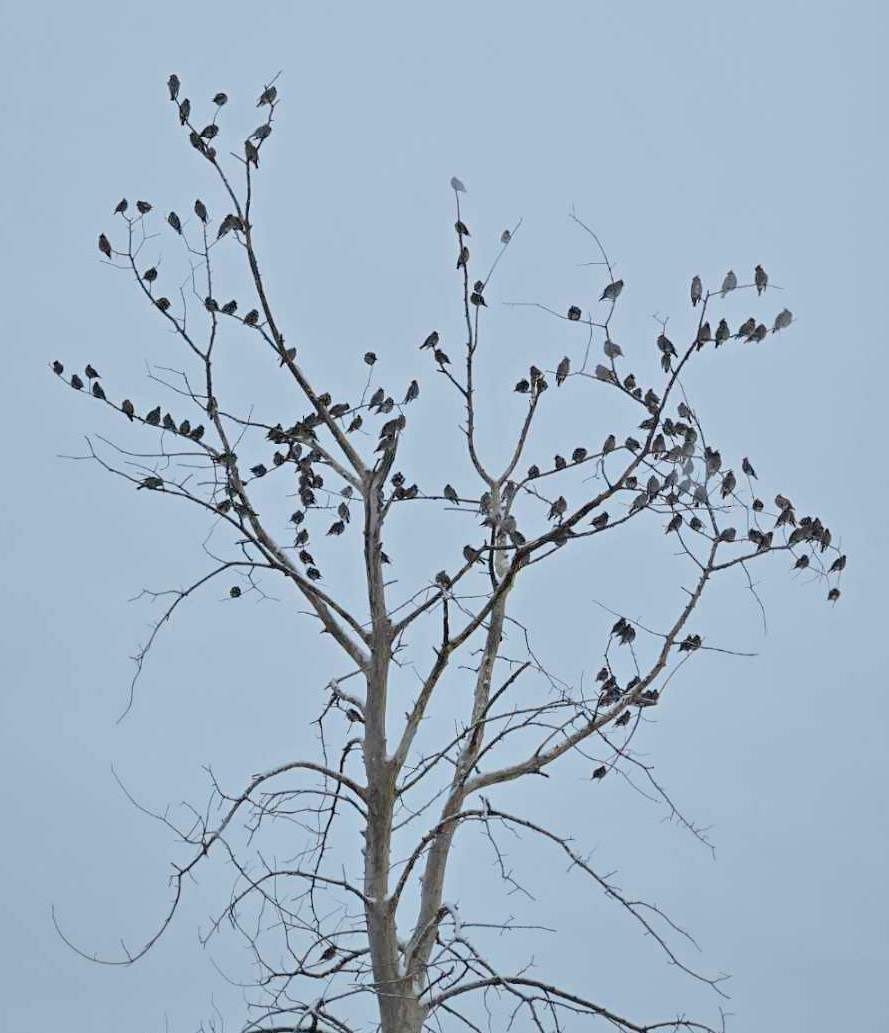 キレンジャク - ML646583514