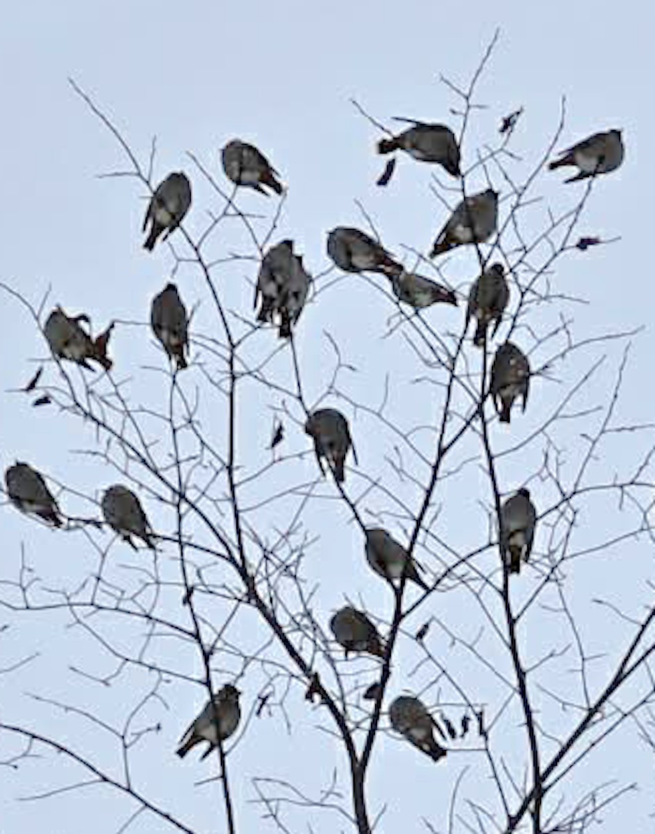 キレンジャク - ML646583515