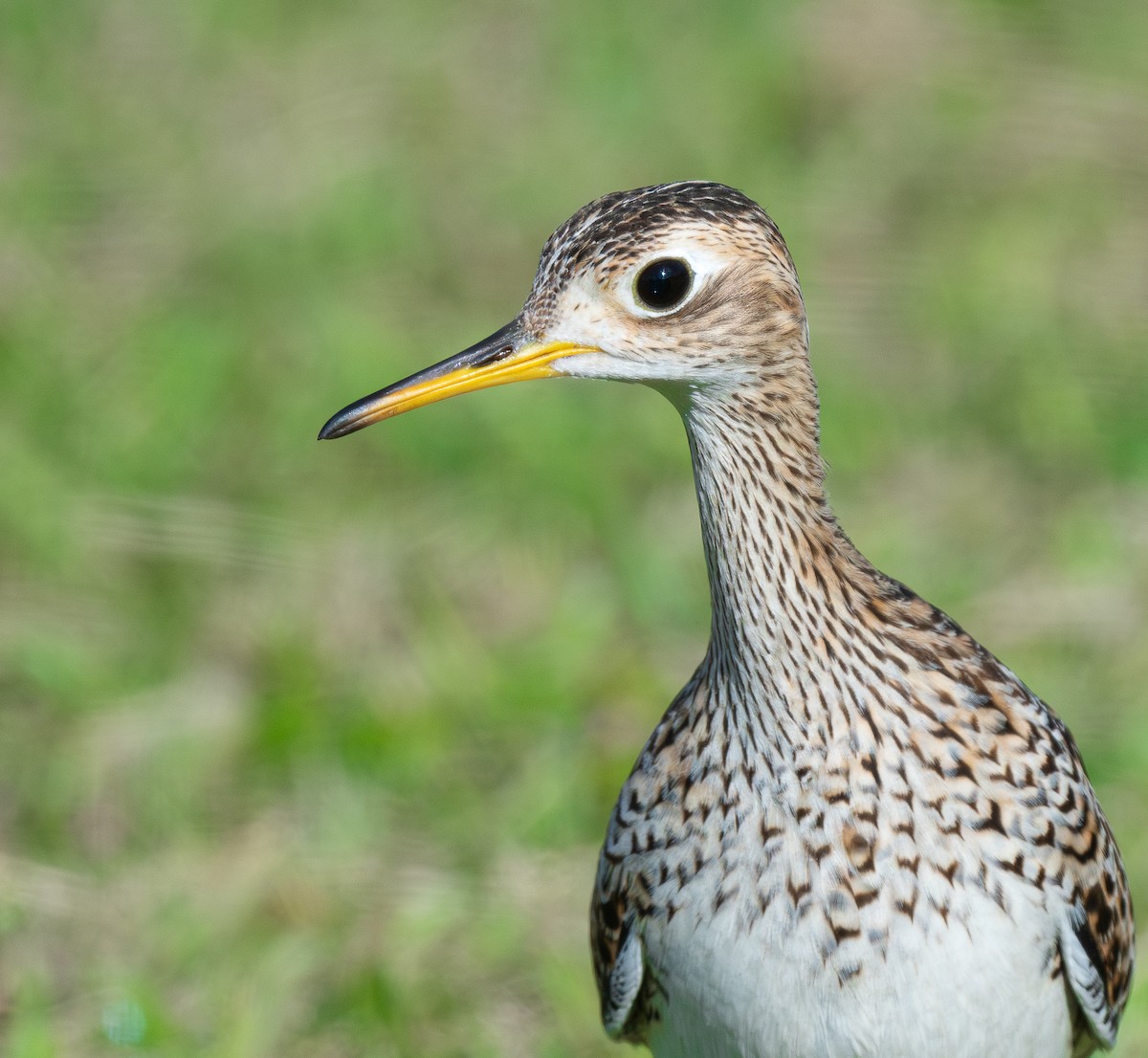 マキバシギ - ML646583518