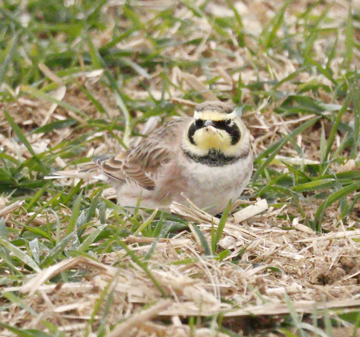 skřivan ouškatý - ML646583521