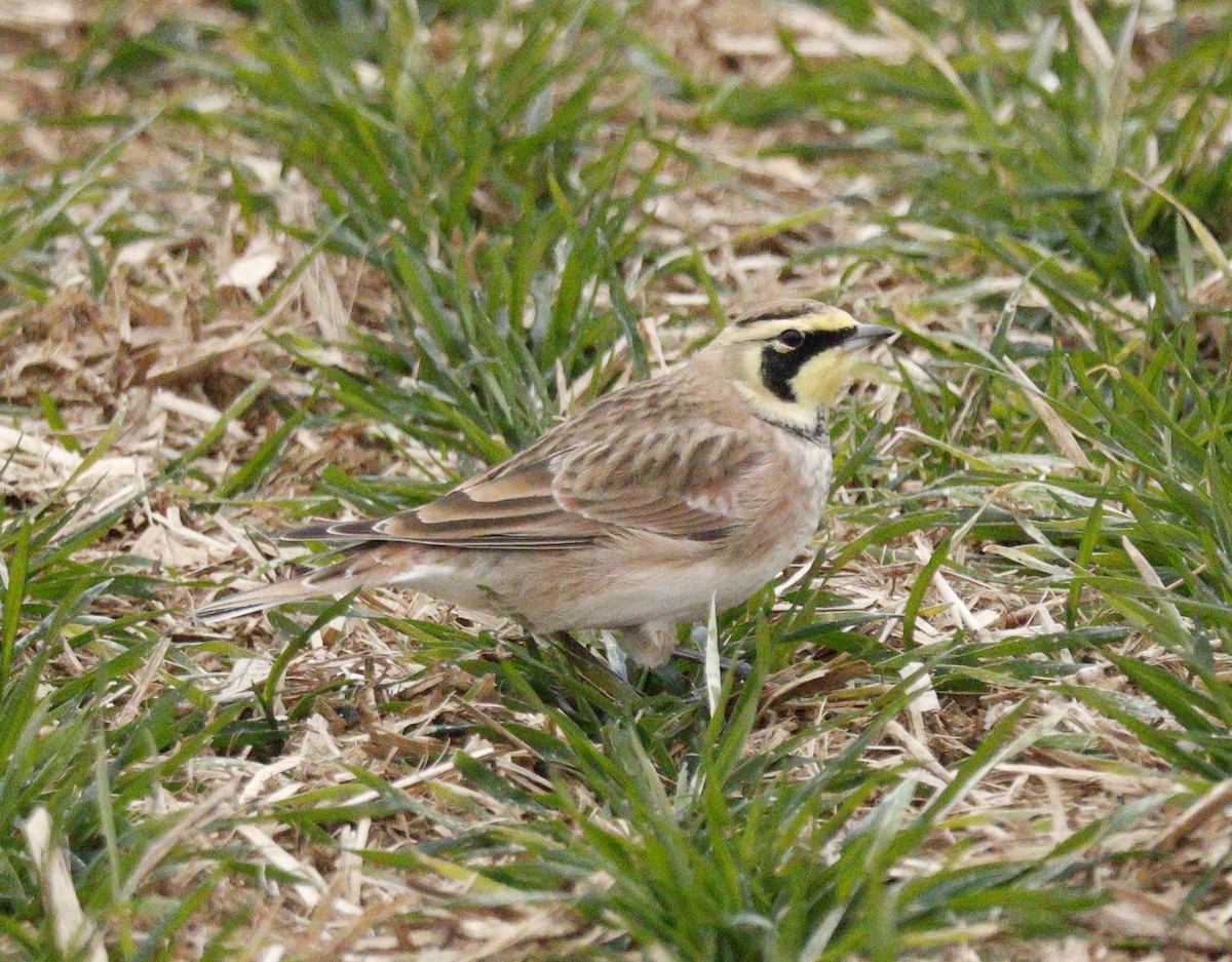 skřivan ouškatý - ML646583522