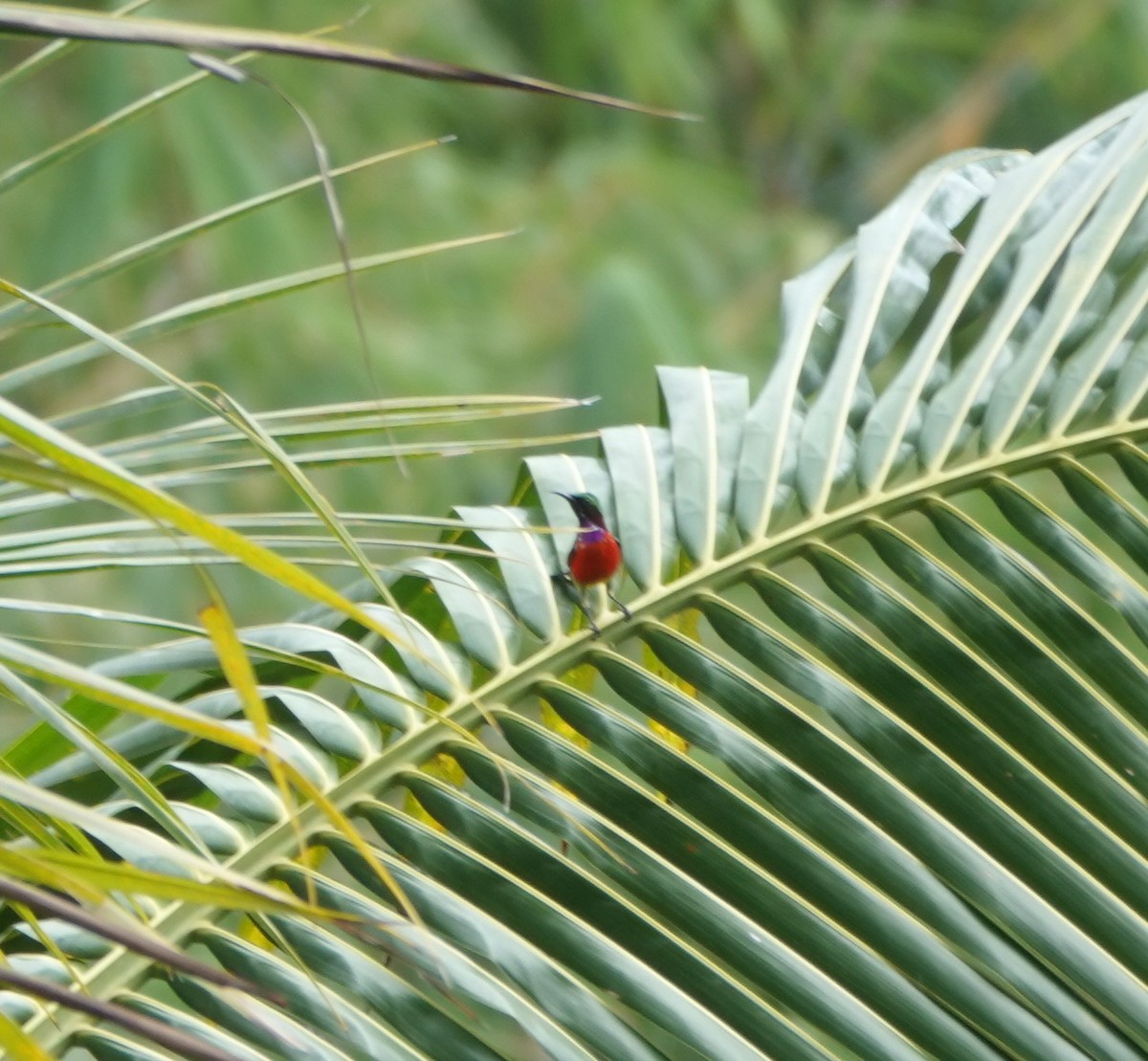 Purple-throated Sunbird - ML646583524