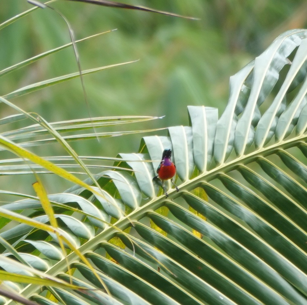 Purple-throated Sunbird - ML646583526