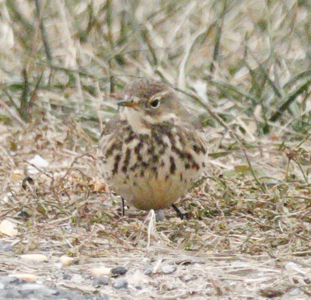 linduška tundrová - ML646583529