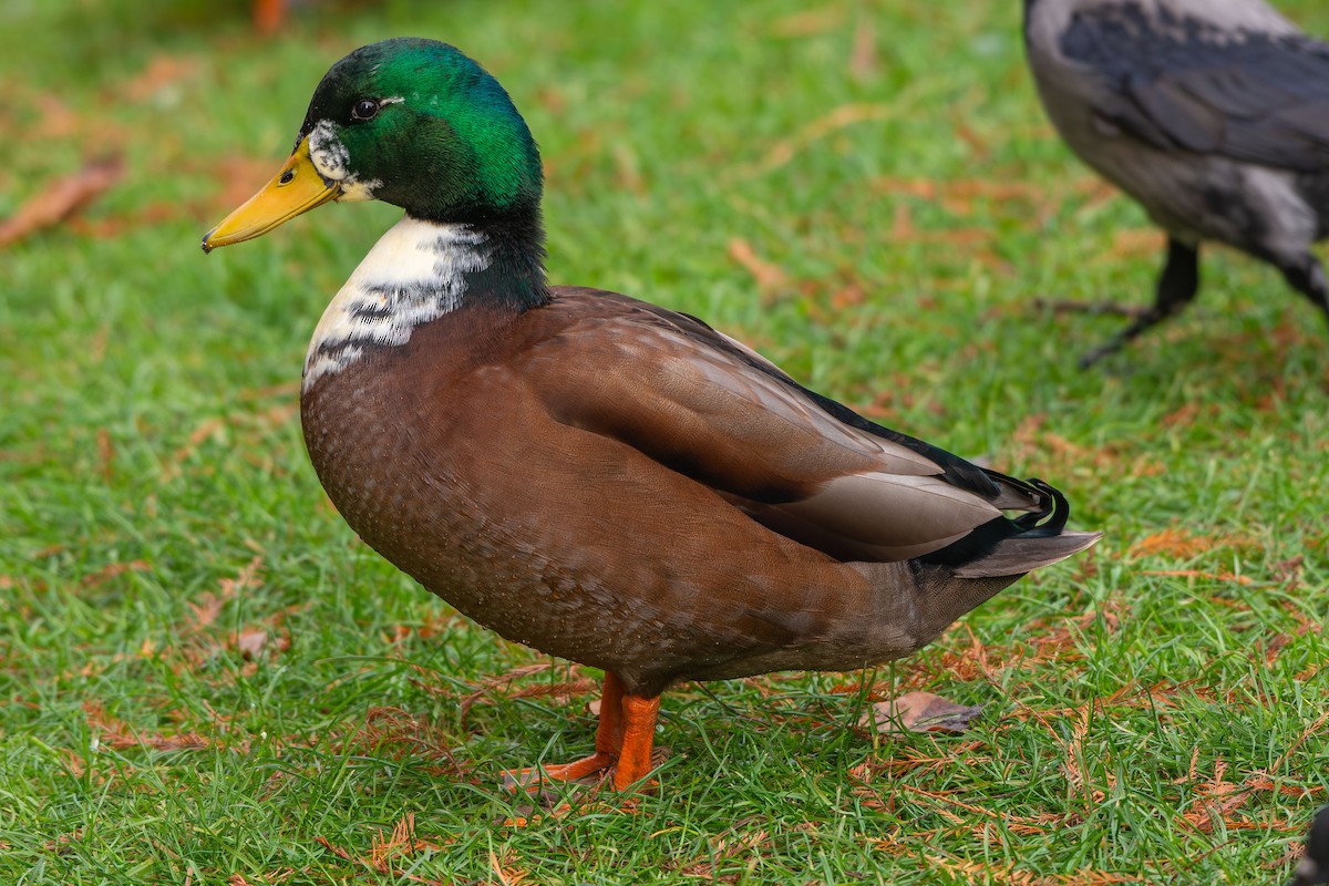ברכיה - ML646583531
