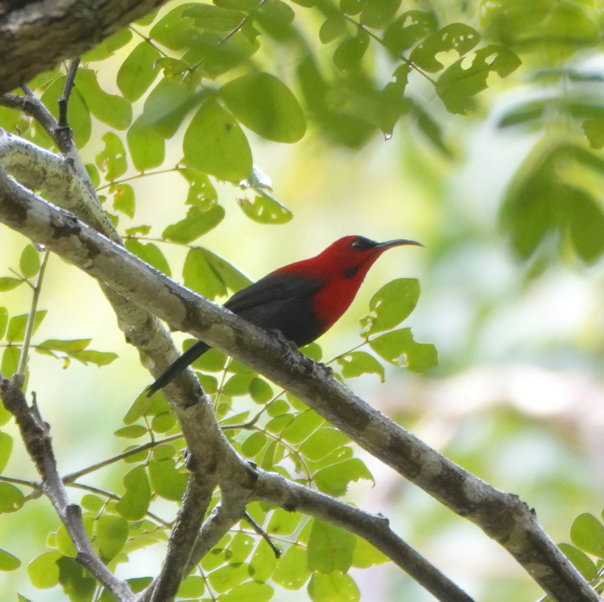 Magnificent Sunbird - ML646583532