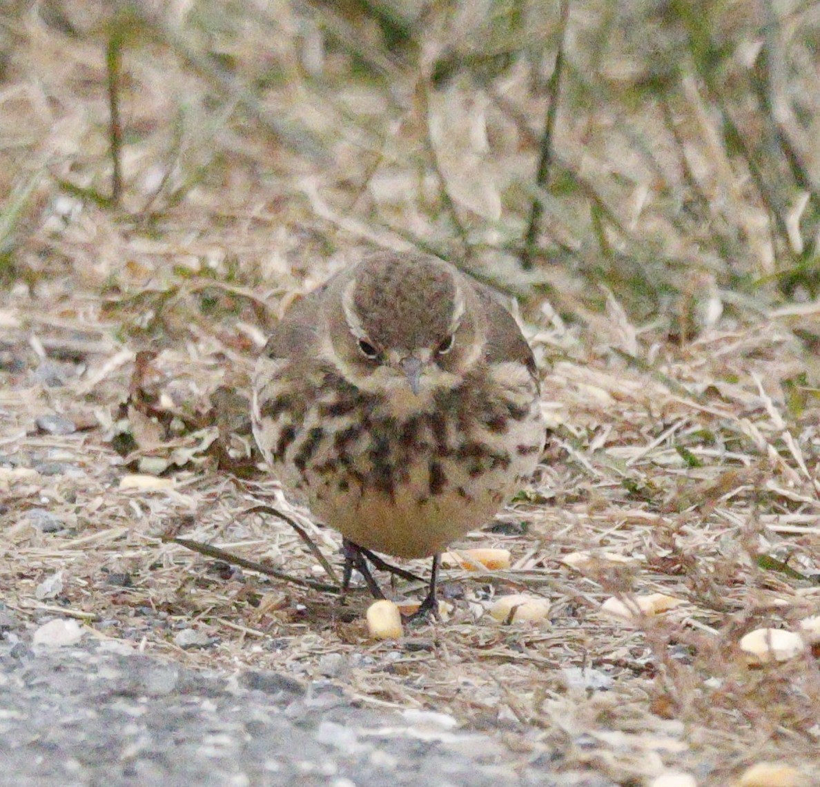 linduška tundrová - ML646583533