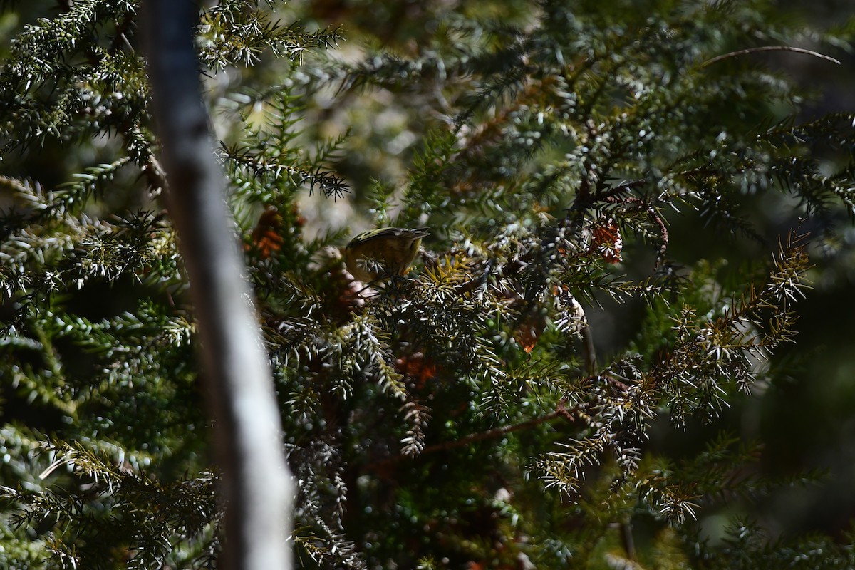 Goldcrest - ML646583534