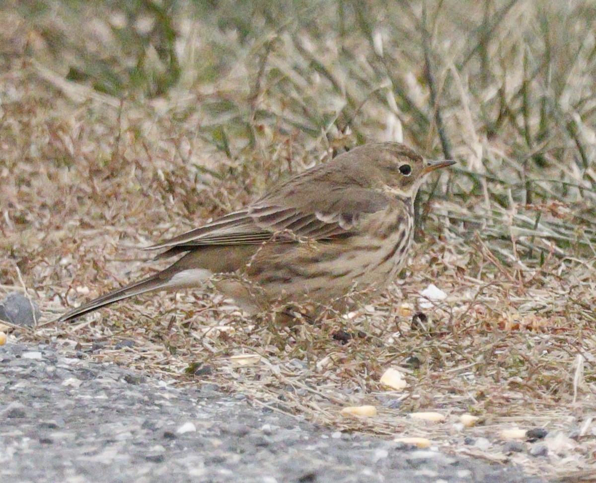 linduška tundrová - ML646583535