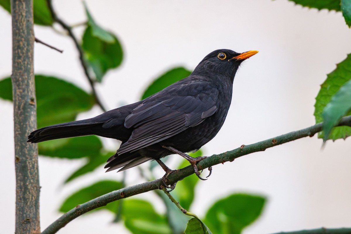 שחרור - ML646583540