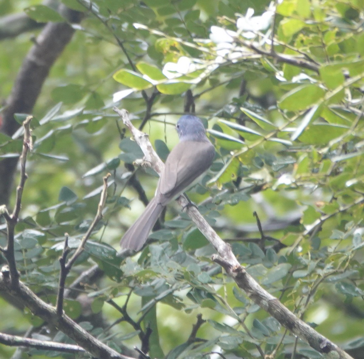 Black-naped Monarch - ML646583542