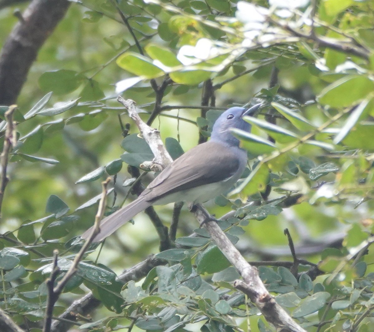 Black-naped Monarch - ML646583548