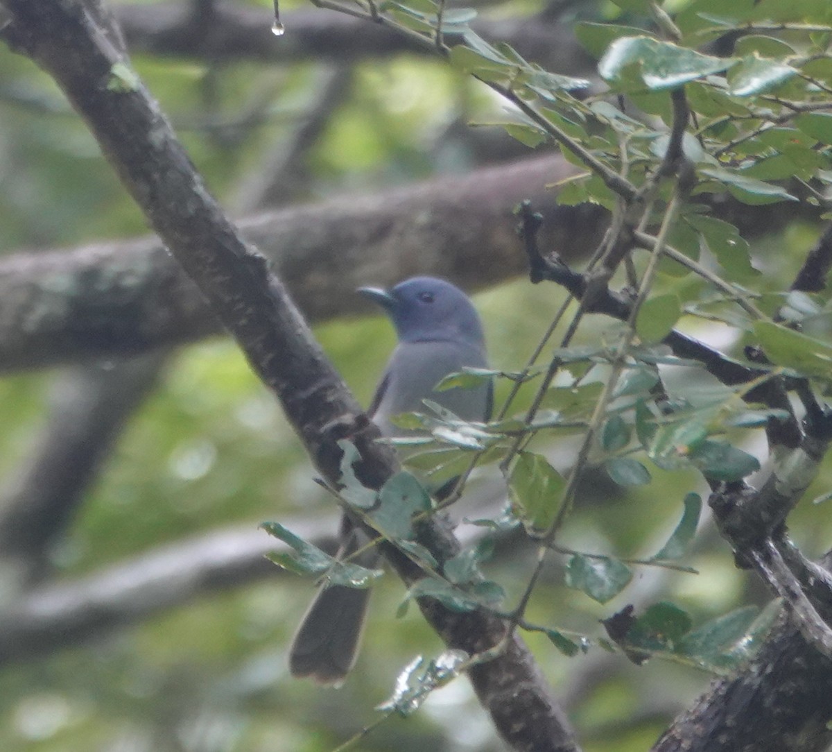 Black-naped Monarch - ML646583553