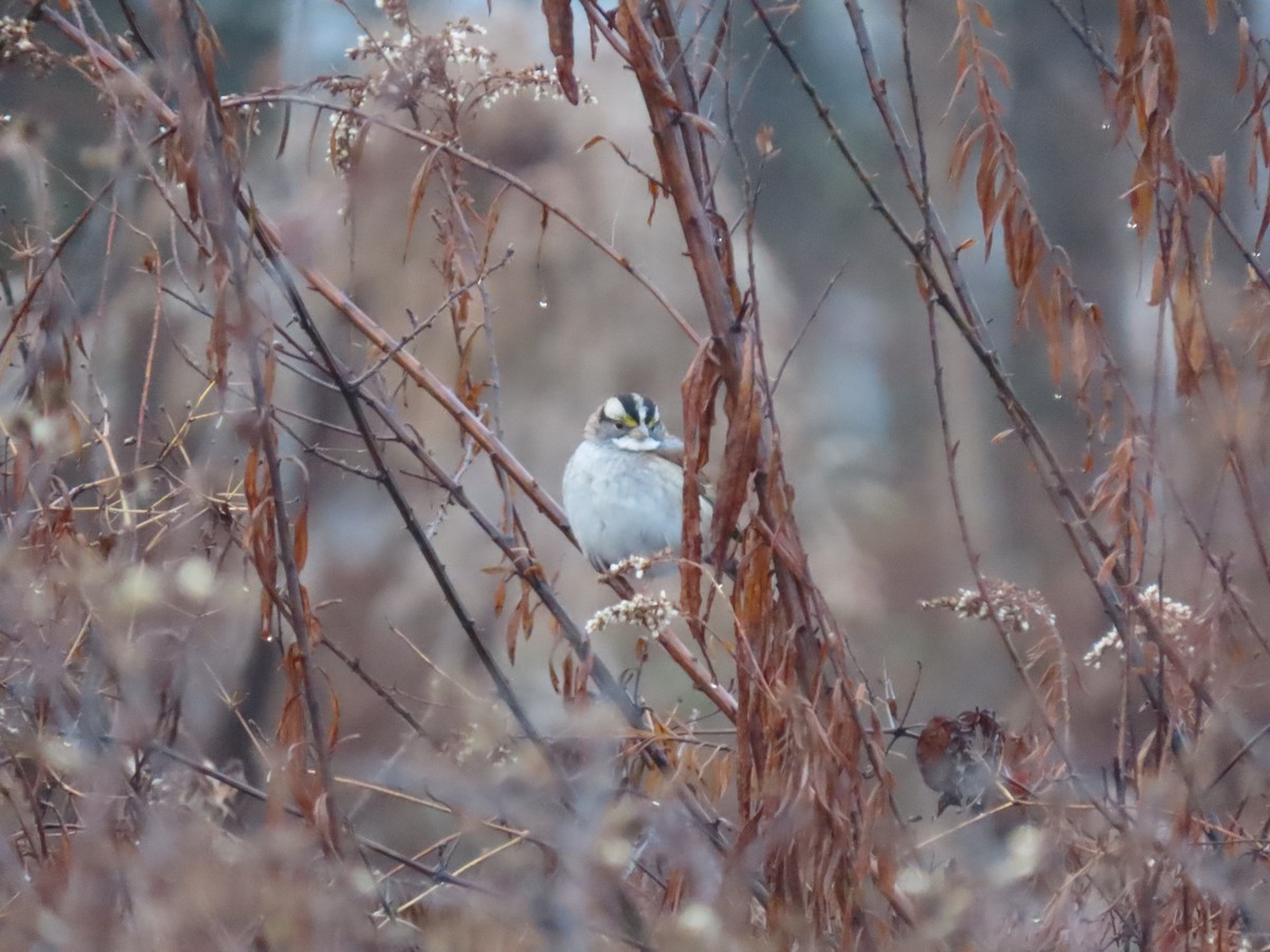 White-throated Sparrow - ML646583556