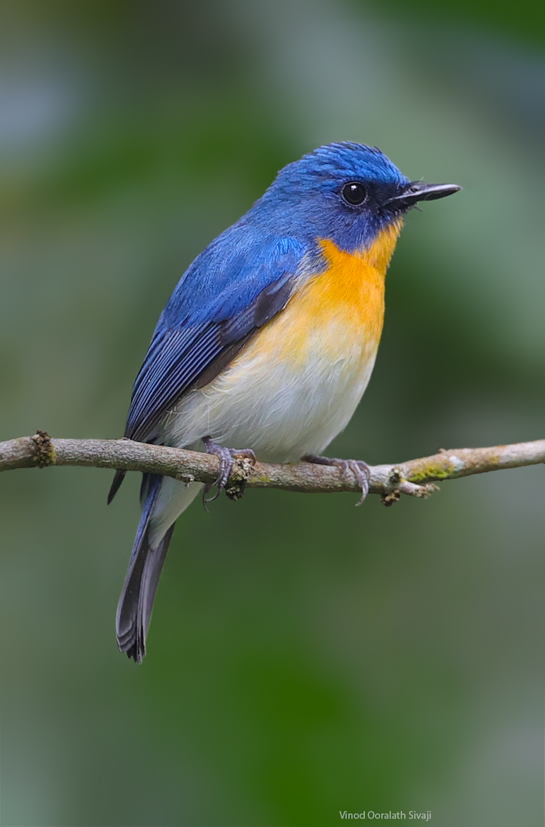 Tickell's Blue Flycatcher - ML646583564