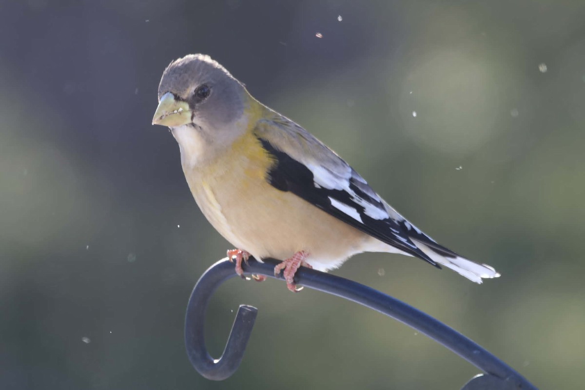 Picogordo Vespertino - ML646583566