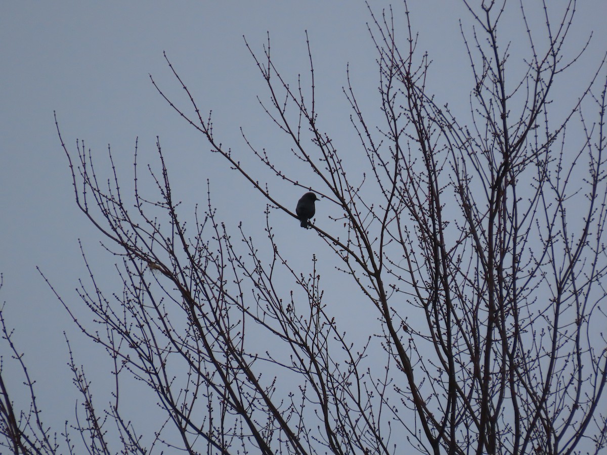 Rusty Blackbird - ML646583567
