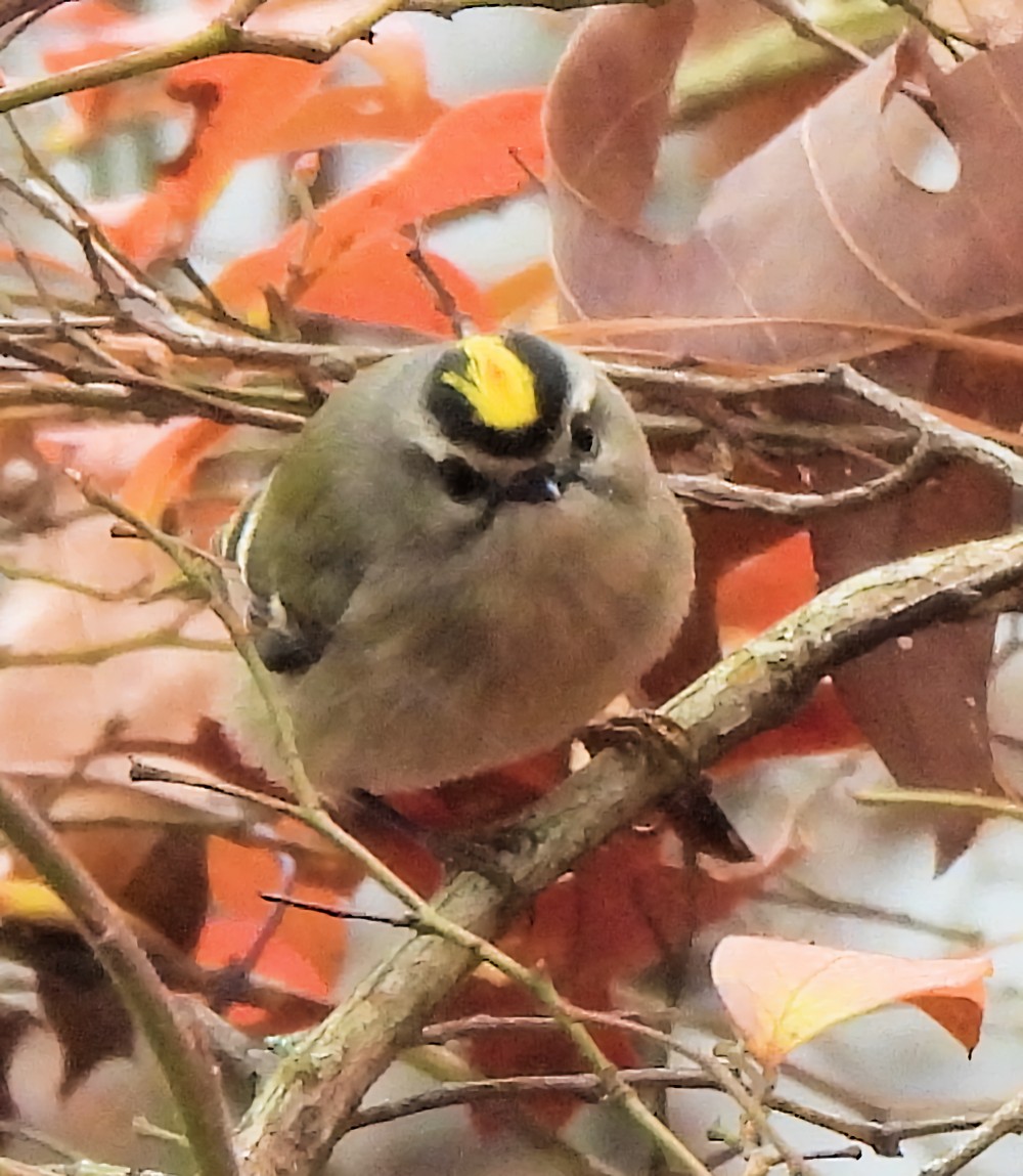 králíček zlatohlavý - ML646583568