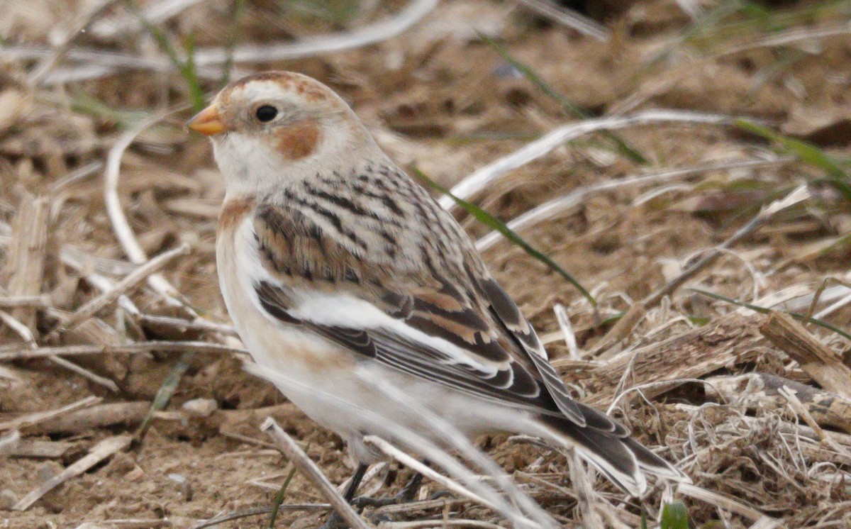 sněhule severní - ML646583569