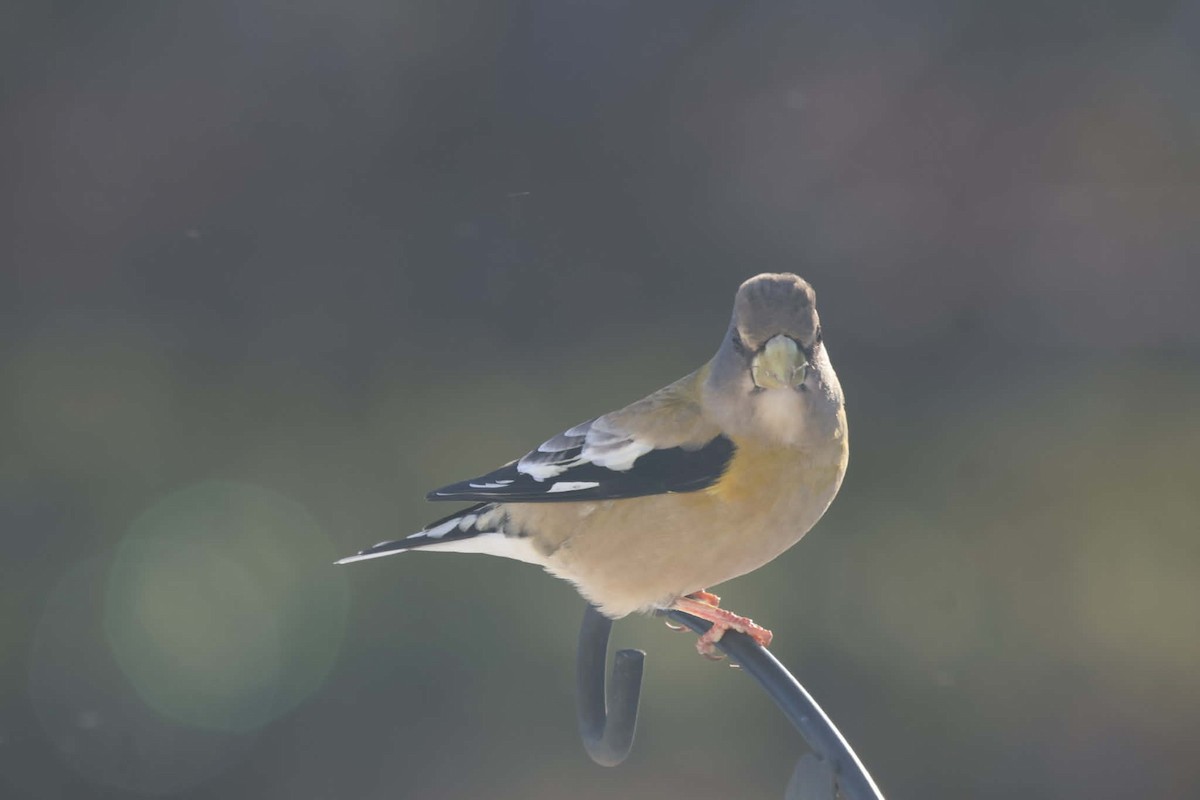 Evening Grosbeak - ML646583570