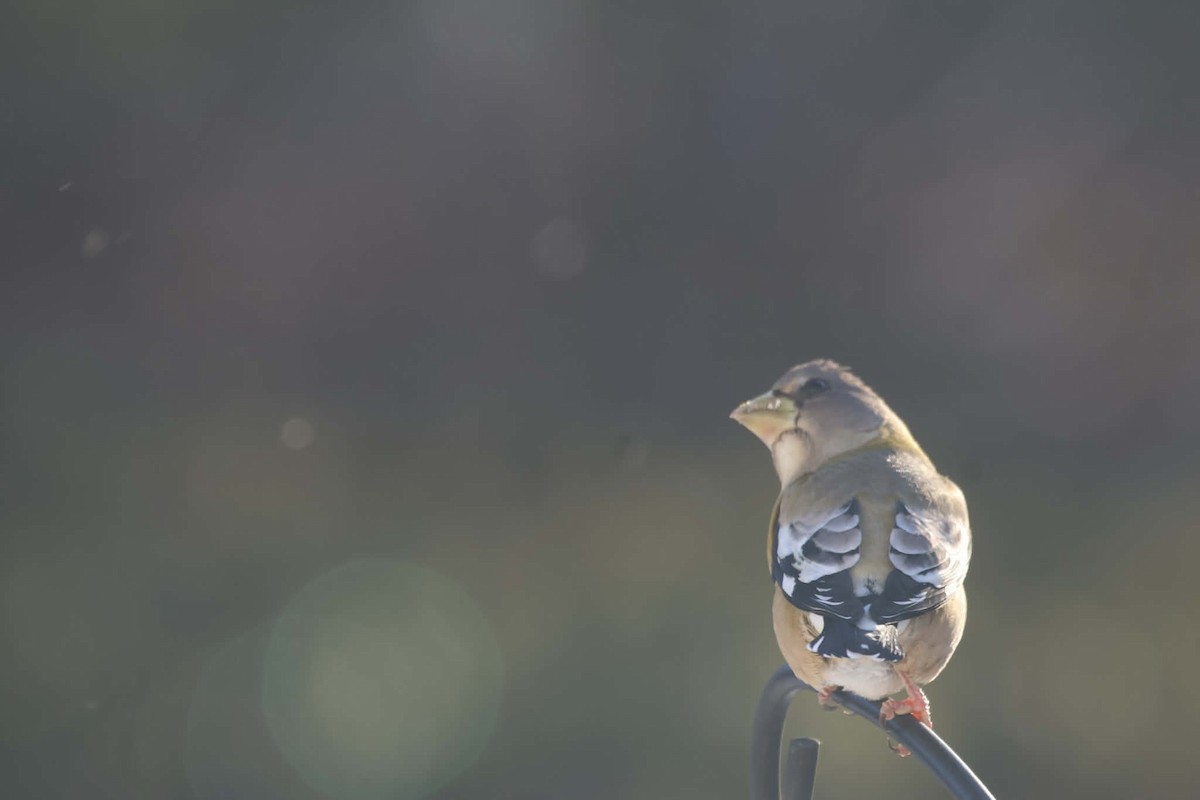 Evening Grosbeak - ML646583571