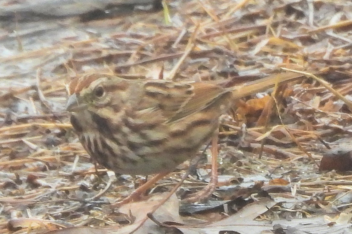 Song Sparrow - ML646583572