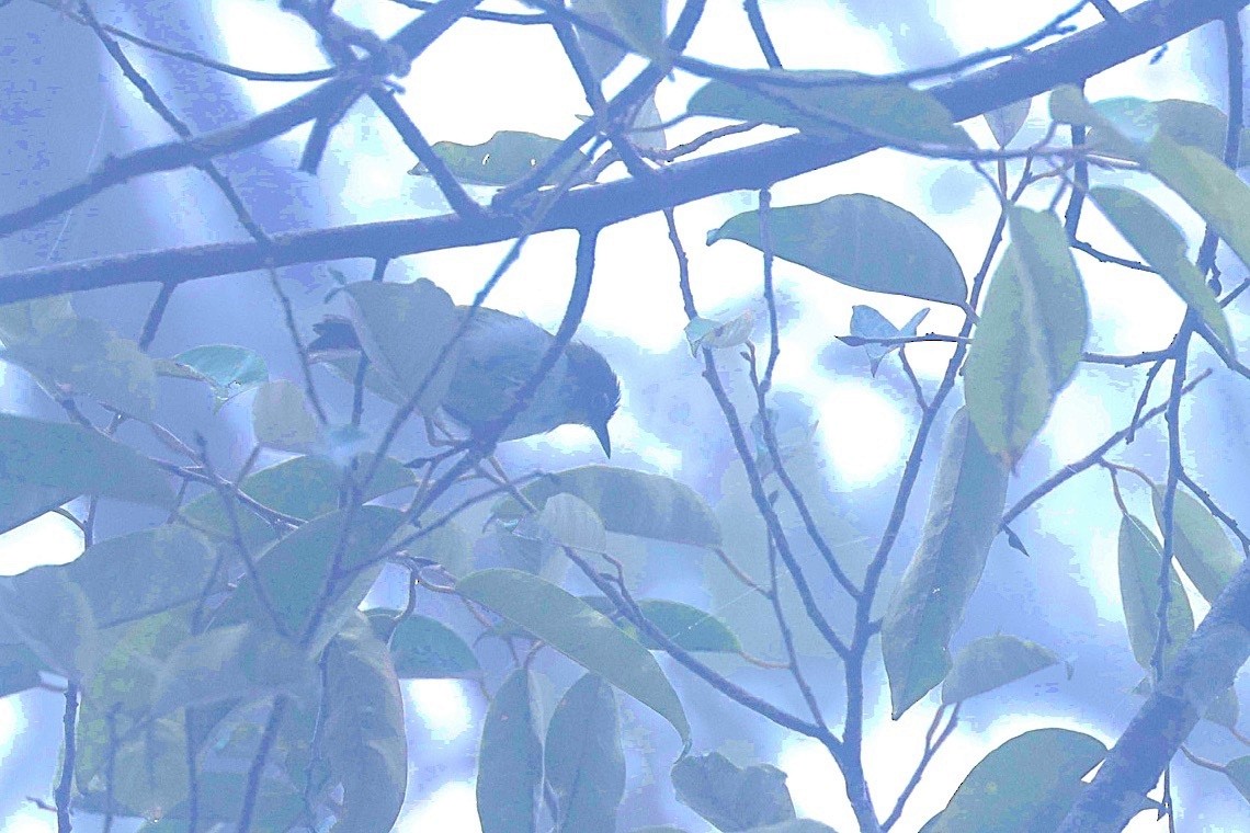 Black-crowned White-eye - ML646583573