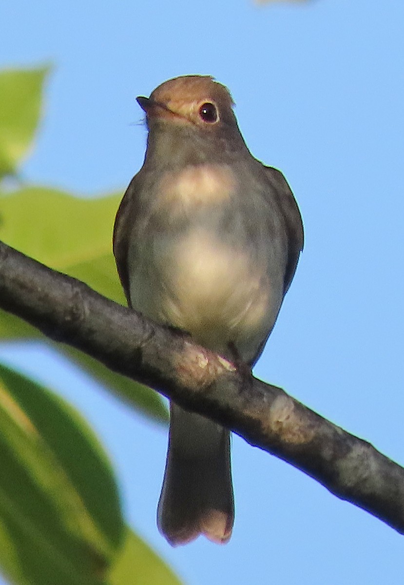 Asian Brown Flycatcher - ML646583576