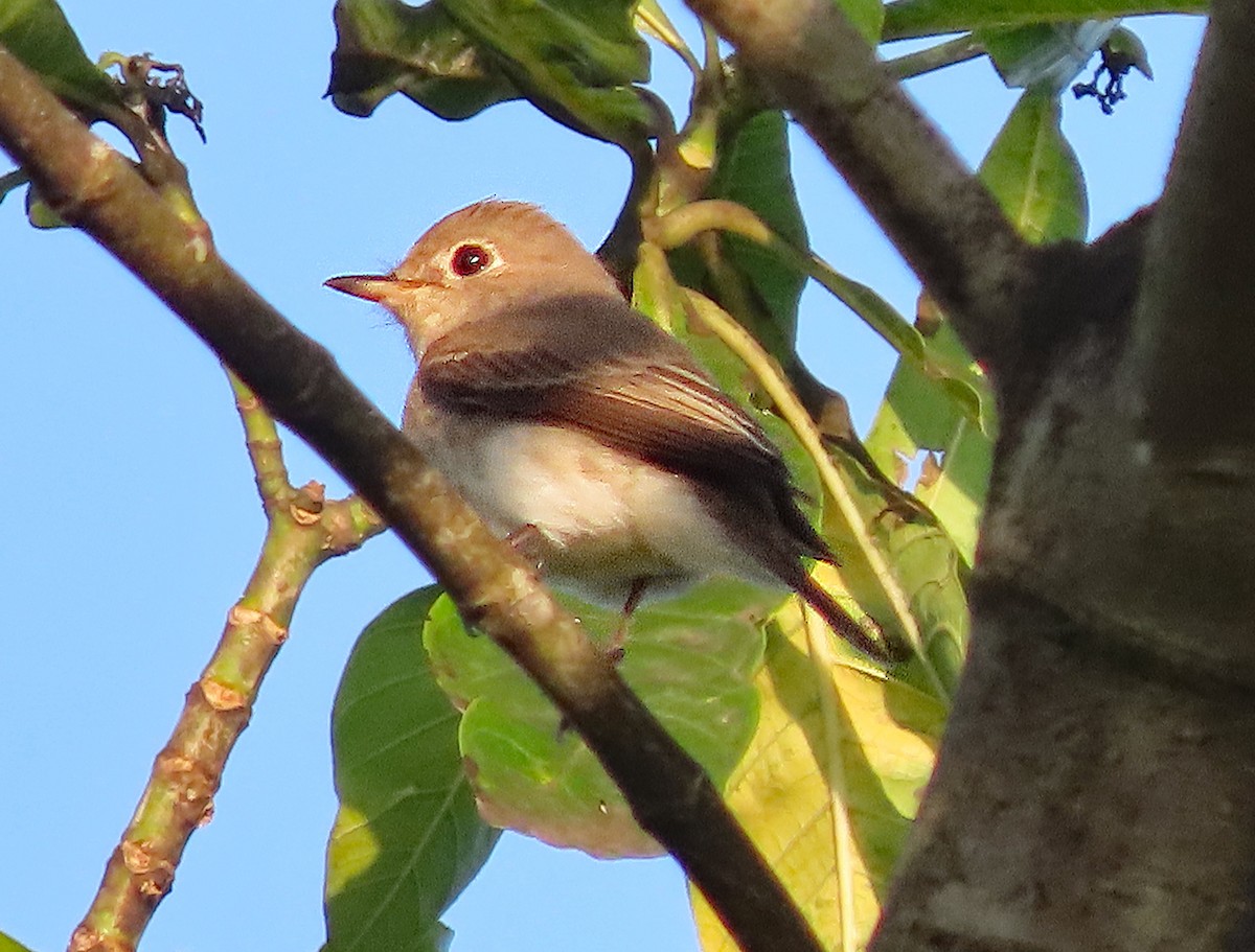 Asian Brown Flycatcher - ML646583577