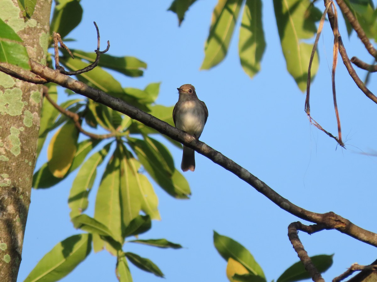 Asian Brown Flycatcher - ML646583579